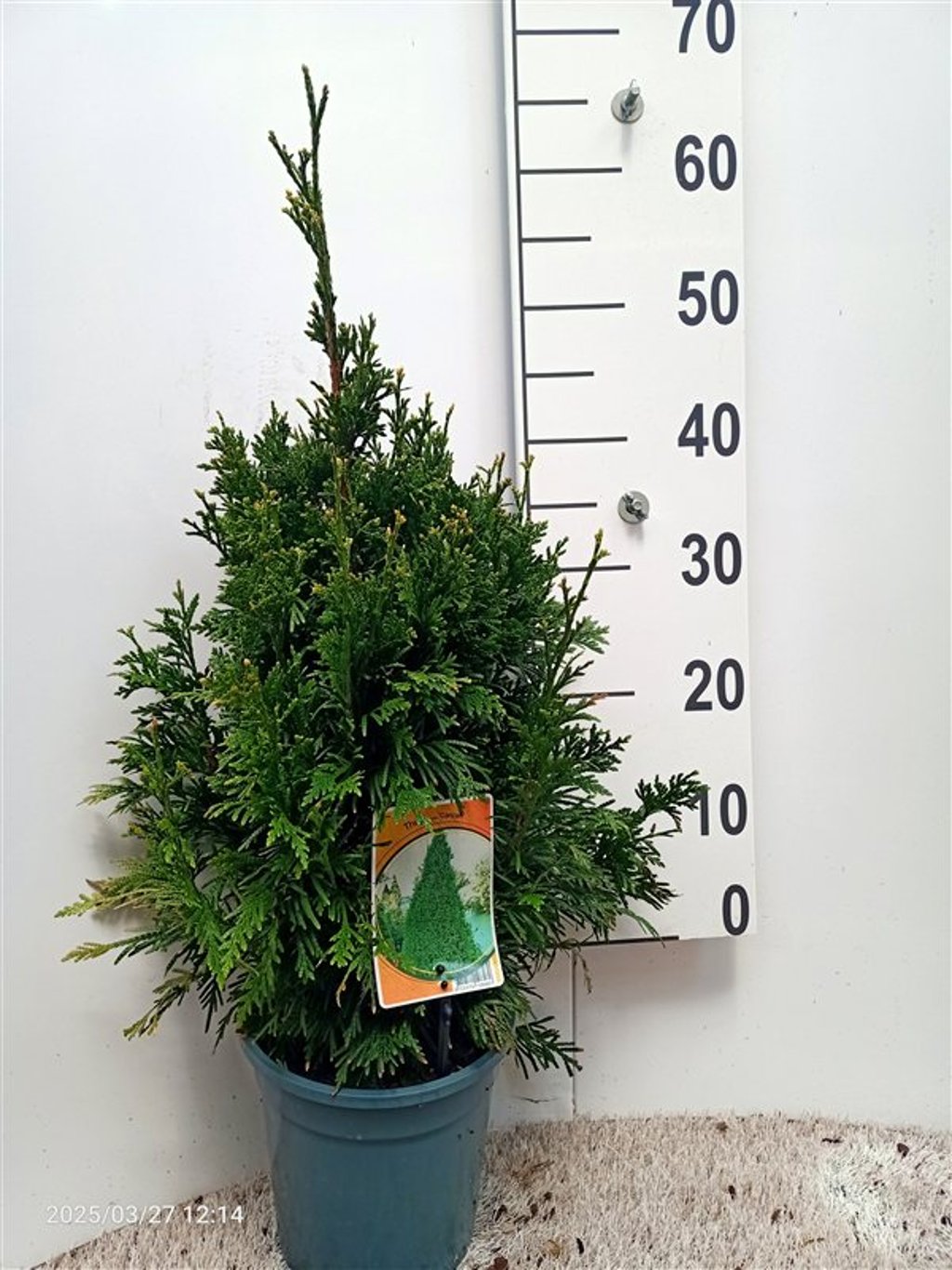 Thuja pl. 'Can-Can' - C3 40-50 CM